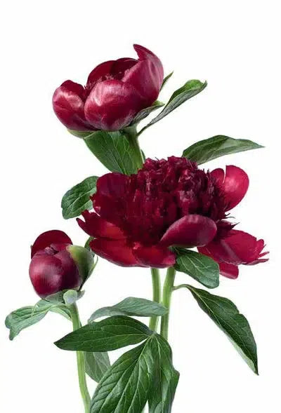 Flower Colour Guide-Phaidon-KIOSK48TH