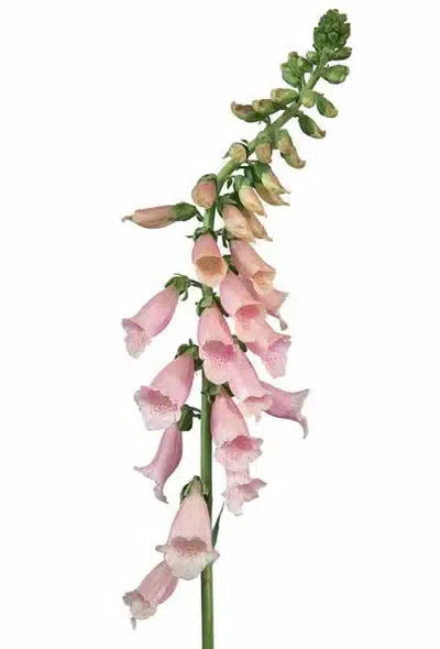 Flower Colour Guide-Phaidon-KIOSK48TH
